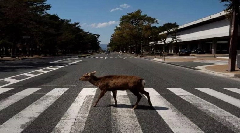 Por otro lado, también en Japón se ha observado a ciervos sika por calles que ahora se encuentran vacías.