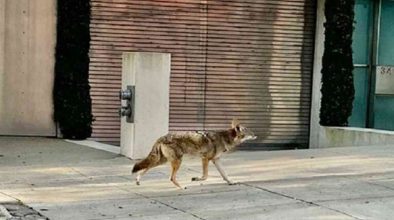Otro de los animales que se ha visto por las calles de San Francisco, en Estados Unidos, ha sido este coyote.