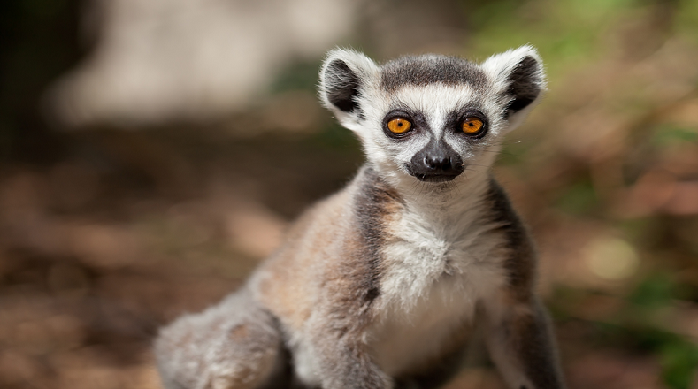La especie emblemática de Madagascar, el Lémur, hoy se encuentra en peligro, pues al menos dos tipos de este animal están amenazados por la deforestación.