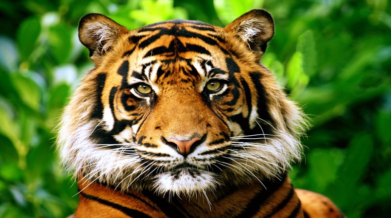 De acuerdo con el Fondo Mundial para la Naturaleza, los tigres de Malasia corren el riesgo de extinguirse en los próximos dos o tres años.