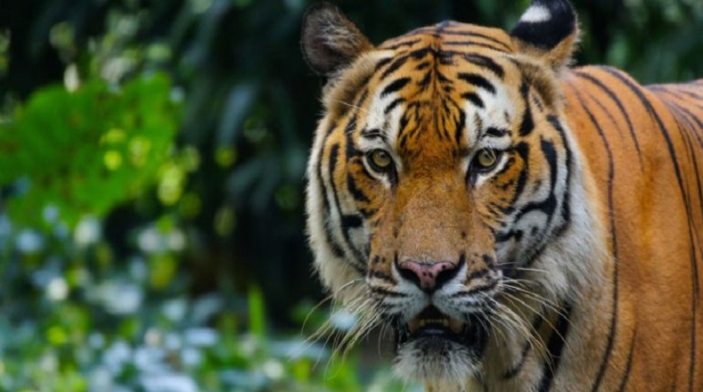 Refiere que actualmente en la región de Malasia quedan menos de 200 tigres silvestres, pues la alta demanda de partes de su cuerpo hace que en los últimos años los cazadores ilegales desaparecieran poblaciones enteras de esta especie.