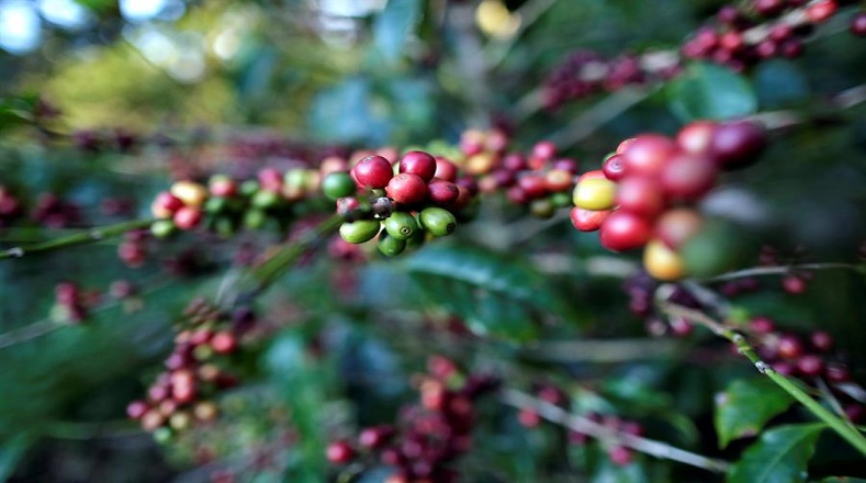 Debido a la acción indiscriminada del hombre, el aumento en el número de sequías y la rápida propagación de patógenos fúngicos, hoy de las 124 especies de café, unas 75 se encuentran amenazadas, 13 están en peligro crítico y 22 son consideradas como vulnerables.