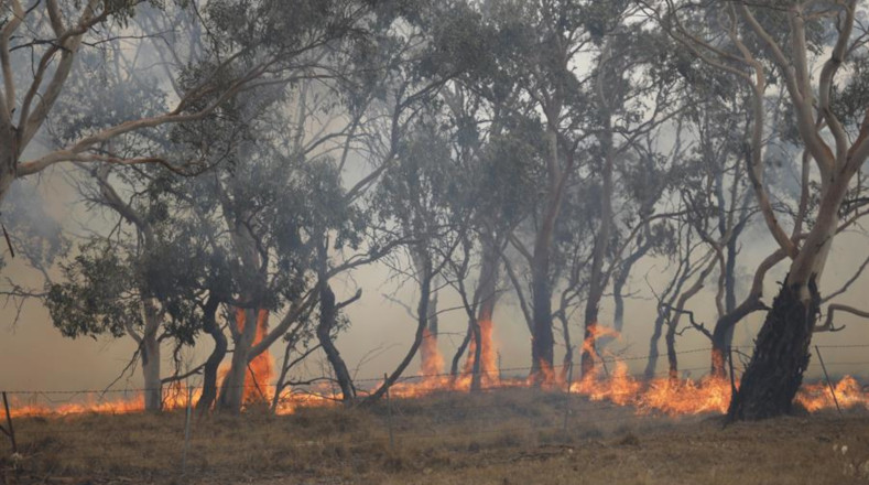 Los incendios forestales en Australia han devastado grandes extensiones bosques y han dejado aisladas a cerca de una decena de comunidades.