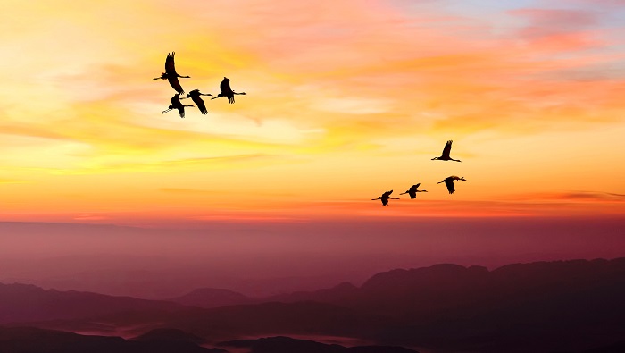 El Día Mundial de las Aves Migratorias es una campaña que se celebra cada segundo sábado de mayo y de octubre.