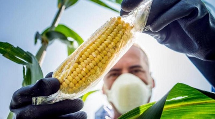 El maíz será uno de los cultivos afectados por el decreto que permite el uso de semillas transgénicas en Bolivia.