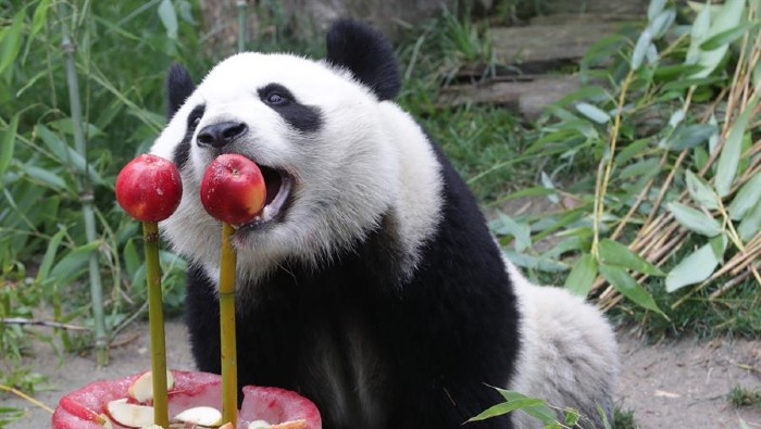 Los pandas son animales considerados en estado vulnerable por la Uicn.