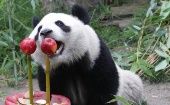 Los pandas son animales considerados en estado vulnerable por la Uicn.