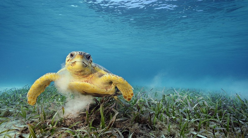Las tortugas marinas pueden ser carnívoras, herbívoras y  omnívoras, o pueden comenzar comiendo carnes de jóvenes y conforme crecen alimentarse de plantas marinas y algas, alimentándose principalmente de medusas.