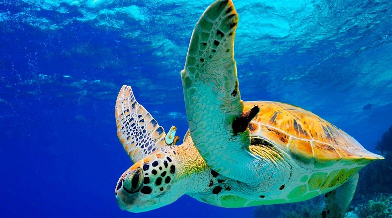 La tortuga verde es una de las especies marinas más conocidas. Pueden llegar a medir 1.66 metros de largo y pesan hasta 315 kilogramos, aunque su peso medio es 200 kg. Habitan en los distintos mares tropicales y subtropicales de todo el mundo, y similar a la australiana, es carnívora, pero al madurar se vuelven herbívoras.