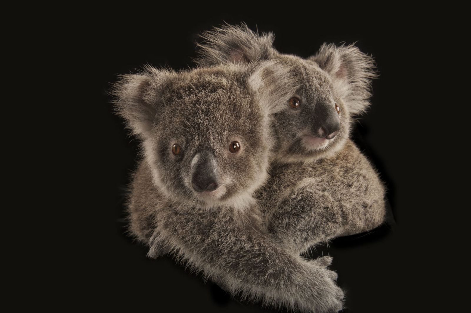 Según el informe, la estimación actual del Gobierno de 36.000 koalas que viven en la naturaleza era anticuada y poco confiable.