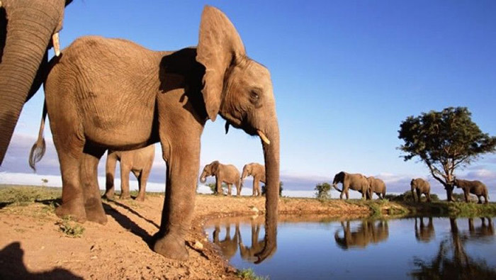 Varias organizaciones ambientalistas advierten que la cifra de los elefantes muertos asciende a unos 400 paquidermos.