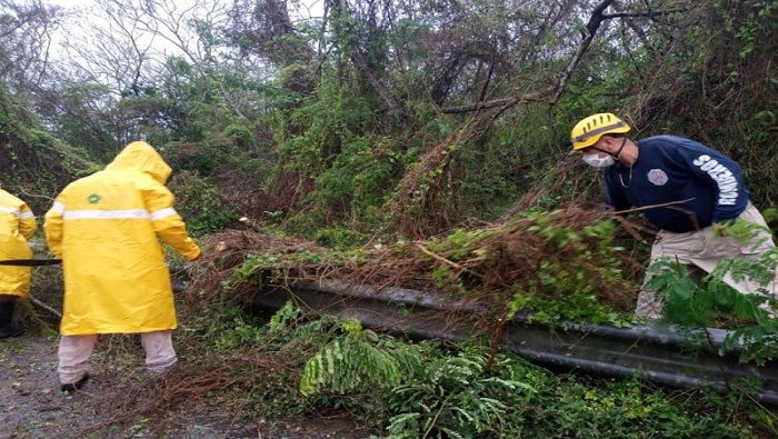 Las lluvias y fuertes vientos de Cristina derribaron árboles y crearon otros daños.