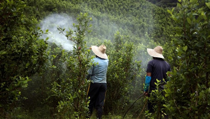 La erradicación de cultivos pretende acabar con la coca, amapola y otras plantas cultivadas ilegalmente.