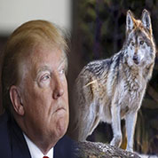 Elecciones en Estados Unidos: Atento al Lobo