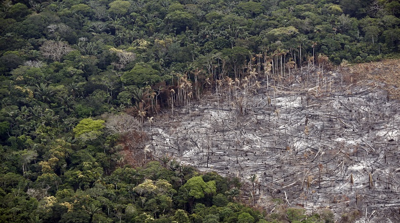En los últimos 50 años aproximadamente una quinta parte de la Amazonía brasileña ha sido desforestada a causa de la tala de árboles.