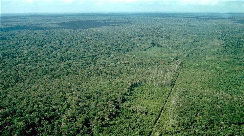 Es considerada el bosque tropical más extenso del mundo. Posee una gran biodiversidad, y fue declarada por la Unesco Patrimonio de la Humanidad.