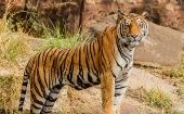 Los tigres son uno de los pocos animales que se reproducen en grandes cantidades cuando están en cautiverio.