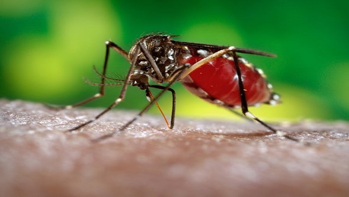 La OPS llamó a mantener una vigilancia sistemática contra enfermedades difundidas por mosquitos, como el dengue y la malaria, entre otras.
