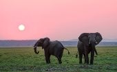 Algunas curiosidades que debes conocer sobre los elefantes