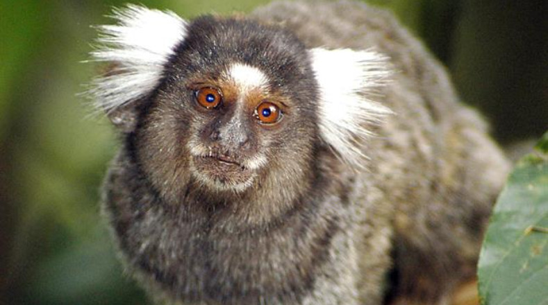  El desarrollo urbano, la explotación de la tierra y la tala ilegal de árboles son los principales factores que dañan el ecosistema enclavado en las provincias brasileñas de Paraná y Sao Paulo. Una de las especies que allí habita es el mono mico.