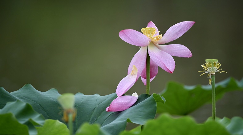 Las partes de la flor de loto poseen diversos usos, por ejemplo, son empleadas en ofrendas en santuarios y también en gastronomía y en decoración.