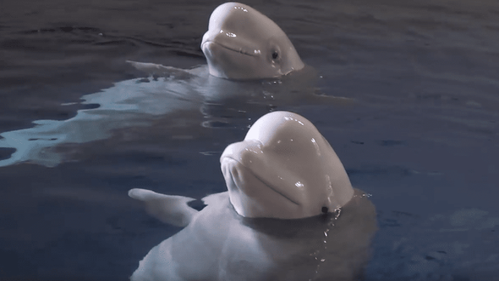 Se trata de dos belugas hembras de 13 años, originarias de las aguas del ártico ruso, que se encontraban cautivas en un acuario chino.