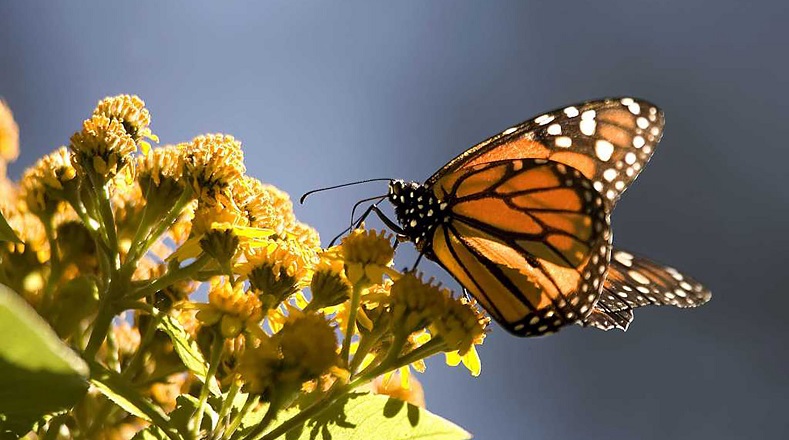 La mariposa monarca es una de las más conocidas en la región de América del Norte, aunque también habita en otros territorios. Forma parte de la familia de las Papilionoidea.