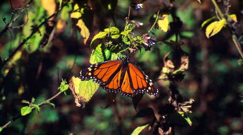 La mayoría de los lugares de hibernación han sido incluidos en la Reserva de la Biosfera de la Mariposa Monarca. 