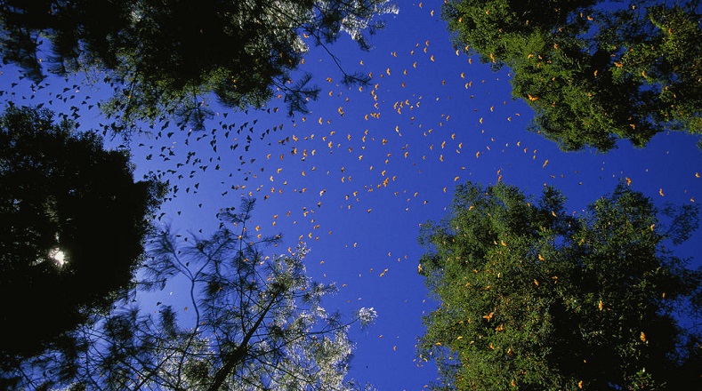 Este proceso es reconocido por la comunidad de estudiosos como una de las migraciones más largas y numerosas en el amplio mundo de los insectos.
