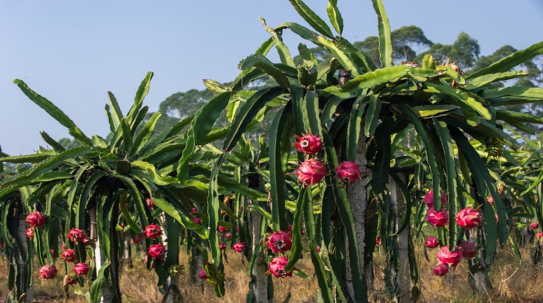 La pitahaya o pitaya, cuyo significado del haitiano criollo es “fruta escamosa”, es también conocida como fruto del dragón.