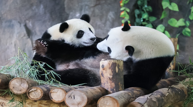 Expertos de organizaciones no gubernamentales y de Gobierno han especificado que los programas para preservar al panda gigante se han centrado en la preservación de la fauna salvaje y su hábitat natural.