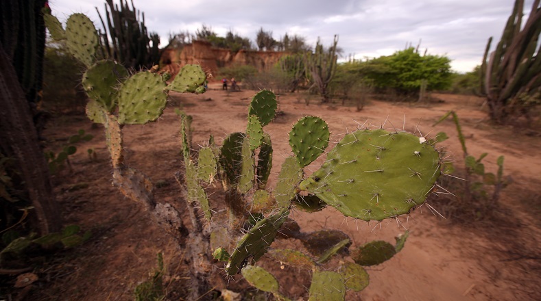 El cactus, cactos, cacti, cactaceae o cactáceas es una especie de plantas originaria del continente americano. Según algunos estudios su antigüedad data de 30 millones o 40 millones de años aproximadamente.