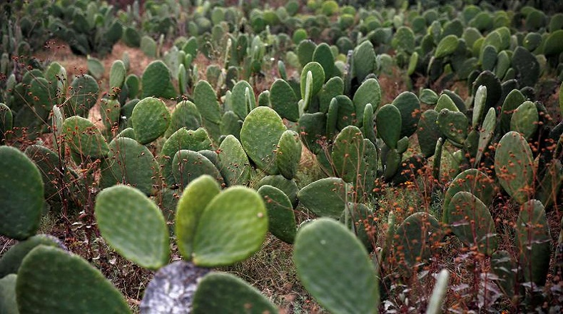 Pueden lograr sobrevivir en terrenos áridos y secos como desiertos. En ese sentido, muchas de las especies de cactus utilizan las espinas para protegerse del sol. Así, mientras más espinas posean, mayor será la protección.