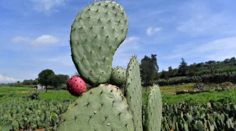 Los cactus tienen alrededor de 1.500 y 2.000 especies y son consideradas, también, plantas longevas. Pueden llegar a vivir hasta 250 años algunas de sus especies y pueden estar varios días sin necesitar de agua.