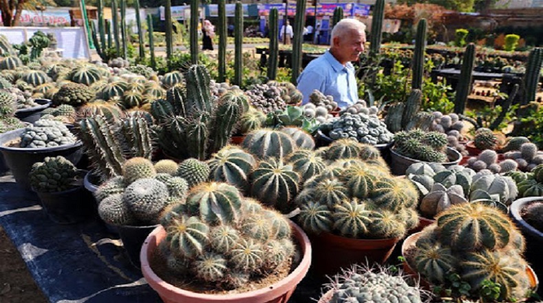 Así, los cactus se han vuelto un símbolo para la humanidad, comparándolos con el ser humano debería adaptarse a difíciles condiciones en la vida. La aceptación que ha tenido ha propiciado el extendido comercio y coleccionismo de esa planta.