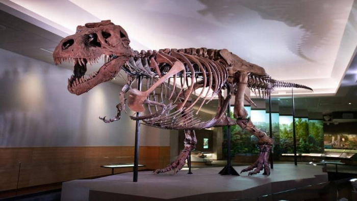 Aunque el Tyrannosaurus rex se extinguió hace 66 millones de años, los paleontólogos aseguran que su masa podía variar entre las cinco y diez toneladas.