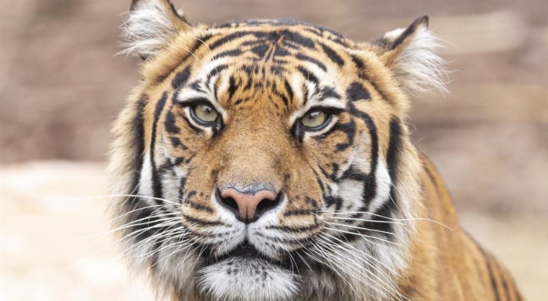 Del tigre de Sumatra se utiliza la piel como objeto decorativo y para la confección de ropas.