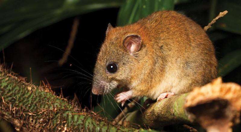 El pequeño roedor Melomys rubicola que vivía solamente en Australia es, oficialmente, el primer mamífero que se ha extinguido en la Tierra a causa del cambio climático.