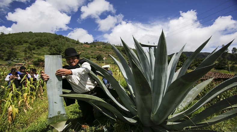 De todas las especies de agaves solo el agave azul tequilana weber es que puede utilizarse para la elaboración de la bebida. El estado de Jalisco es el mayor productor de tequila. Se estima que anualmente se terminan alrededor de 1 millón 96.946 toneladas.