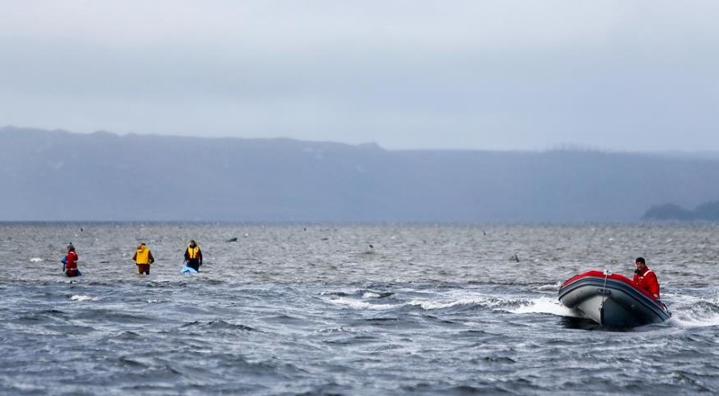 Los rescatistas se han lanzado al mar para prestar socorro a los animales.