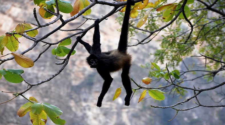 Uno de los investigadores, perteneciente a la UNAM, había detallado que la pesquisa realizada había arrojado que estos monos al andar en subgrupos  pueden llegar a tener un conocimiento más completo del entorno en el que están habitando.