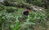 Los agricultores reclaman que la justicia hondureña evite que les sean arrebatadas las parcelas que actualmente cultivan.