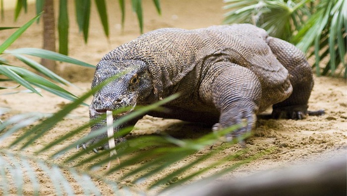Conoce al dragón de Komodo, el reptil más grande del mundo