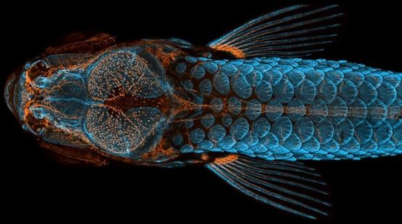 Una foto que promete pasar a la historia en el mundo de la medicina. Ganadora de la edición del Nikon Small World 2020, el cerebro del pez cebra reveló un importante hallazgo para el estudio de enfermedades mentales en humanos.
