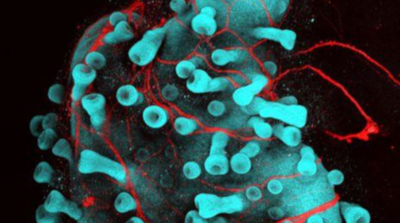 Bajo el uso de la técnica confocal, el Dr. Karl Koehler y el Dr. Jiyoon Lee nos muestran como los folículos de cabello humano crecen a partir de un organoide cutáneo derivado de células madre, (las de color cian) con nervios (rojo). Esta fotografía recibió una mención honorífica por parte del jurado de la Nikon Small World 2020.