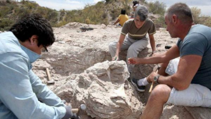 Ciertas particularidades de los huesos hallados en Neuquén, Argentina, sugieren que se trata de una especie de dinosaurio desconocida hasta el momento.