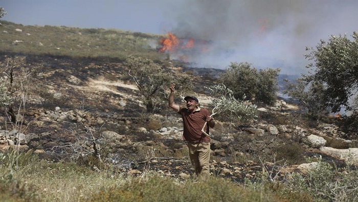 Según el Ministerio de Agricultura palestino, las autoridades israelíes arrancaron 1.000 semilleros de plantes cerca de la ciudad de Tubas.