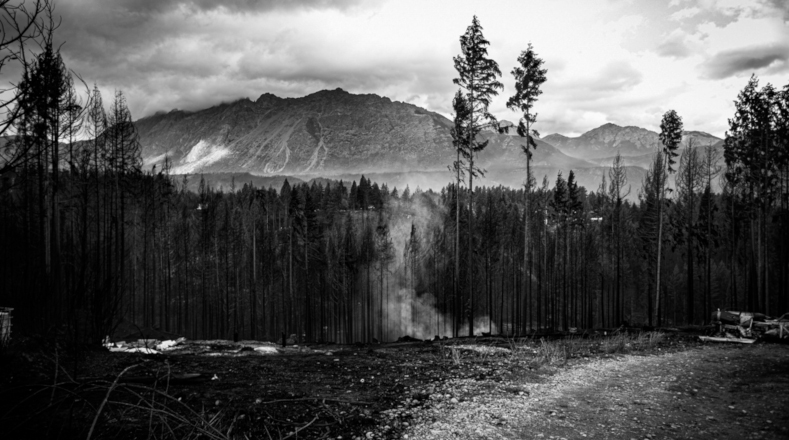 Bosques nativos, forestaciones, estructuras edilicias de distintos parajes y hasta vehículos se incendiaron en el área de la Patagonia argentina. 