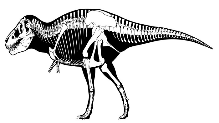 El grupo experto descubrió que alrededor de 20.000 individuos, Tyrannosaurus Rex vivieron durante 127.000 generaciones