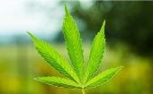 Image of a cannabis leaf.